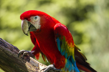 Fototapeta na wymiar Roter Ara Papagei auf einem Holzast vor einem grünen Wald
