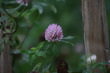 Red clover 