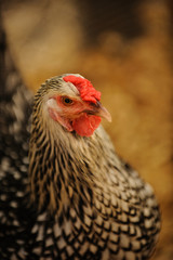 Portrait of chicken