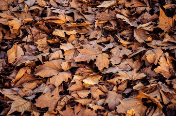 autumn orange fallen leaves