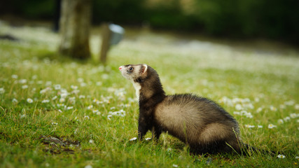 Ferret outdoor portrait standing on yard with spring flowers