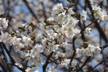 桜