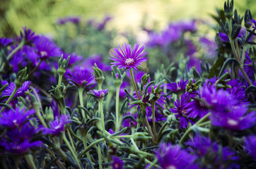 purple graden flower