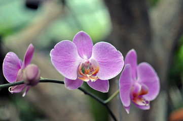 orchid