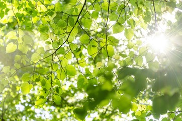 Fototapeta na wymiar nature green tree branches with leaves and sunray