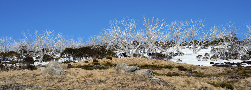 Dry tree on the snow,Perisher Valley Australia,Lux II