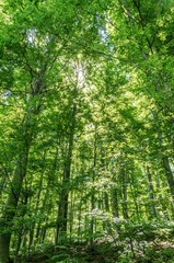 Fototapeta premium wood forest trees