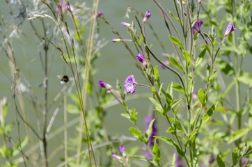 nature plant
