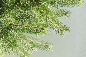 conifer tree branches