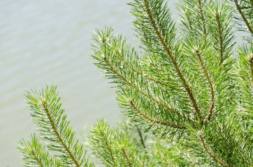 conifer tree branches