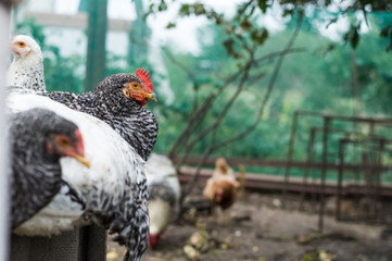 The hens are sitting