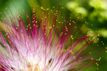 albizia tree flower 