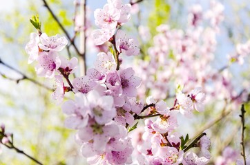 Obraz premium spring blossom tree 