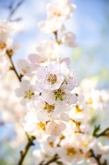 spring blossom tree 