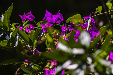 Purple flowers in the sun light