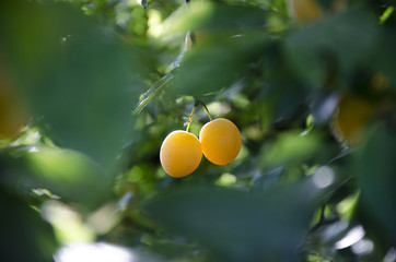 wild yellow plum