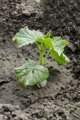 cucumber plant in greenhouse