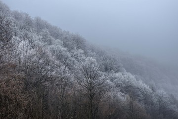 Fototapeta na wymiar snowy forest trees