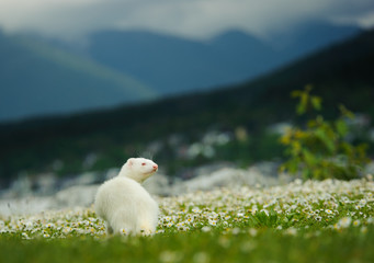 White albino Ferret outdoor portrait in field with spring flowers