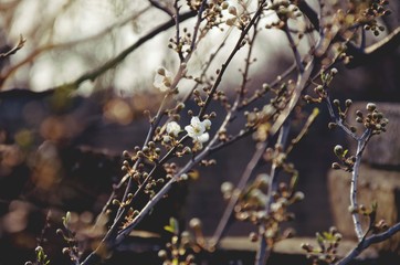 spring blossom white flower