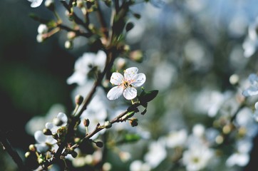spring blossom tree 