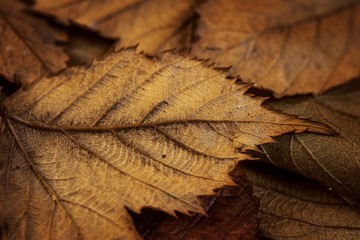 autumn dry leafs