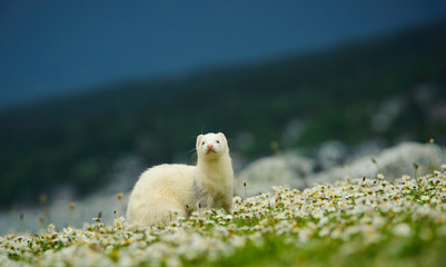Ferret outdoor portrait in field of small flowers