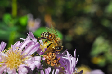 The European honey bee (Apis mellifera) pollinating Aster flower. Honey bee on autumn flowers in garden