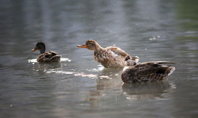 marais salant olonne sur mer