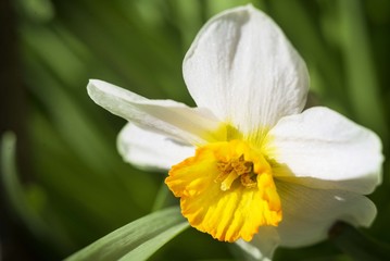 narcissus flower