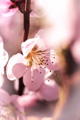 spring blossom flower