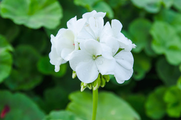 Beautiful white flowers in nature garden