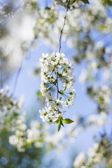 spring blossom