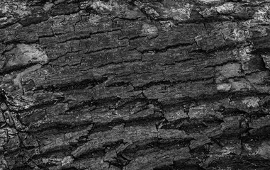 The bark of a tree with a rough surface.