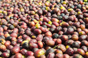 Fresh, unhulled coffee beans are laid out to dry in the sun.