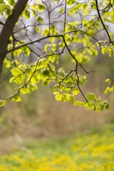tree leaf