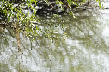 willow tree on lake