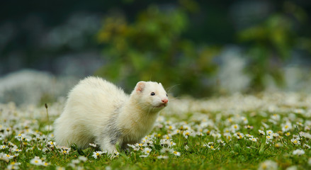 White albino Ferret outdoor portrait in field of flowers