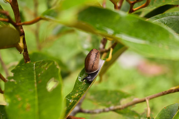 A snail on the leaves after rain fall, natural freshness.
