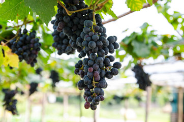 Bunches of red grapes hanging on the vine