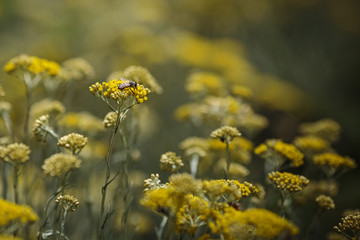 Worker Bee in a Immortelle field
