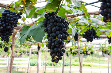 Bunches of red grapes hanging on the vine