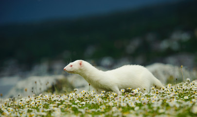 Albino Ferret outdoor portrait walking through field of spring flowers