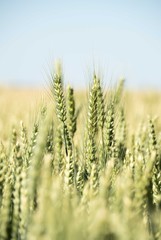 wheat field