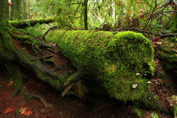 a picture of an Pacific Northwest forest with a downed conifer log