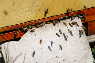 Bees at the entrance of the hive