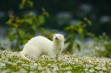 White albino Ferret outdoor portrait in spring field