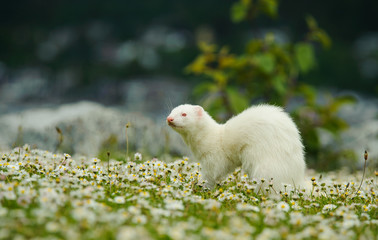 Albino Ferret outdoor portrait in field of flowers