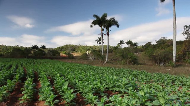 Famous Cuba farmland tobacco area, Valley de Vinales, Pinar del Rio, Cuba.