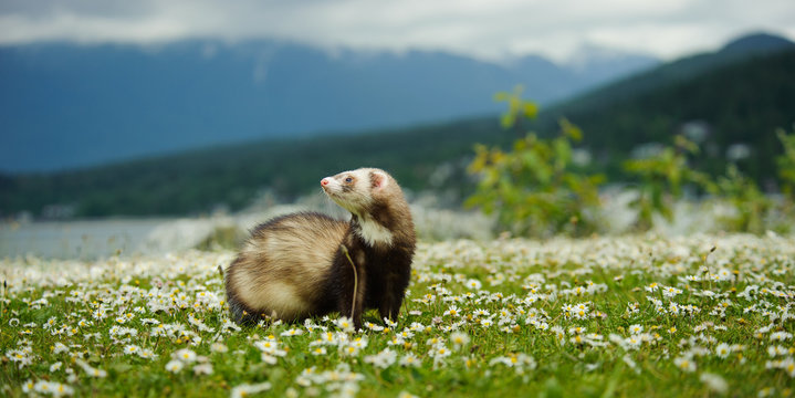 Ferret outdoor portrait in field with small spring flowers